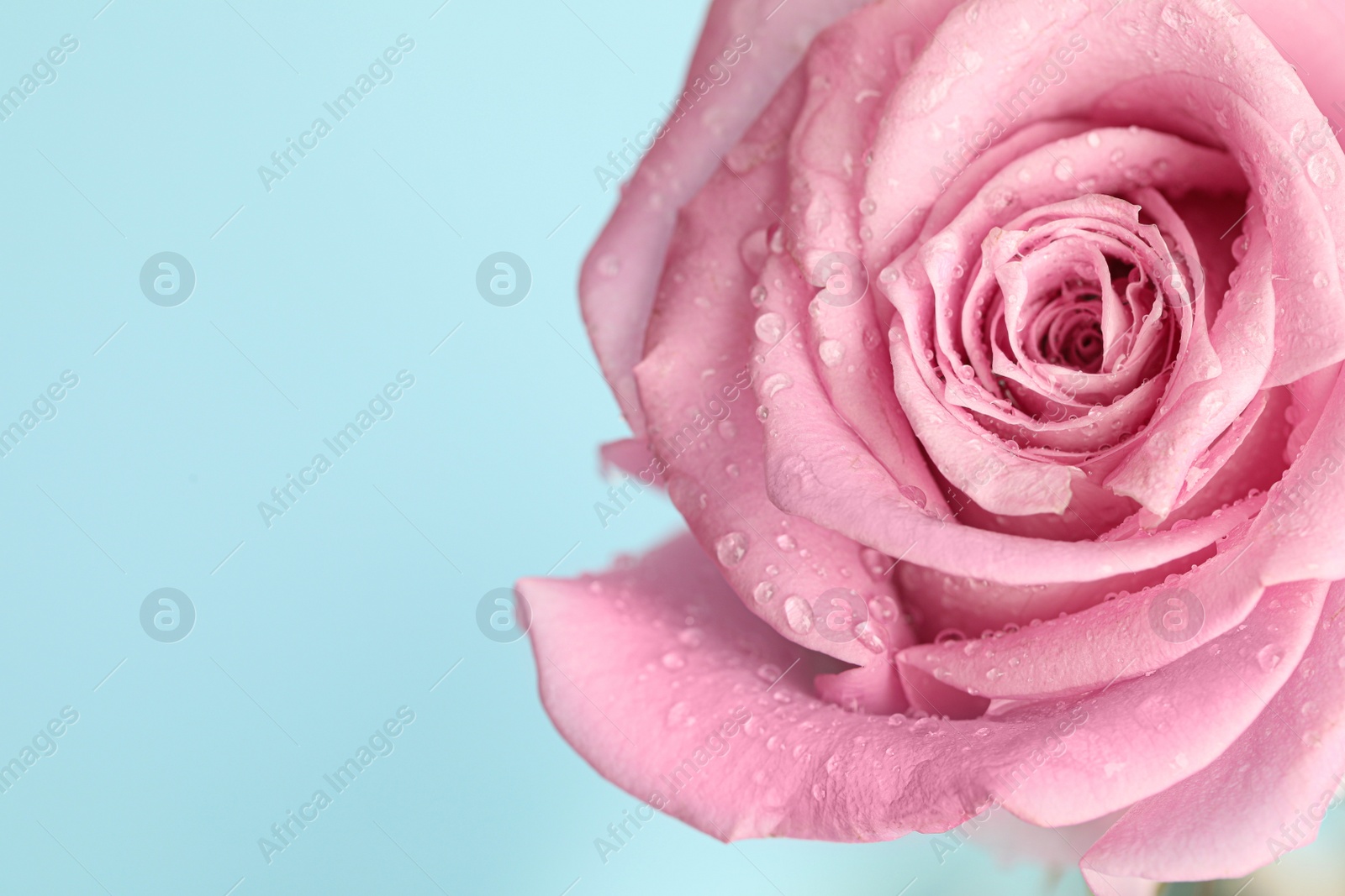 Photo of Beautiful fresh rose flower with water drops on turquoise background, closeup. Space for text