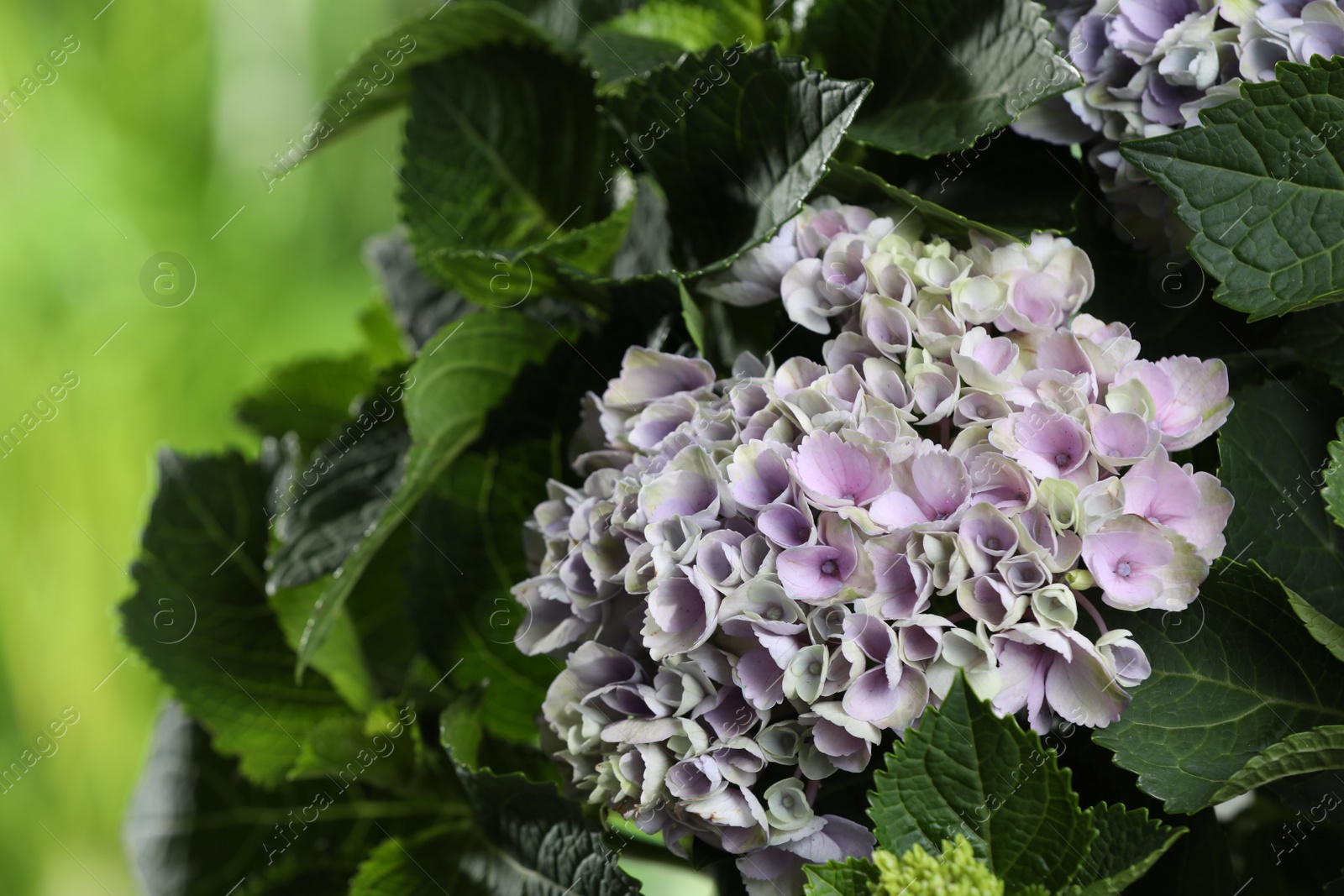 Photo of Beautiful hortensia plant with light flowers outdoors, closeup