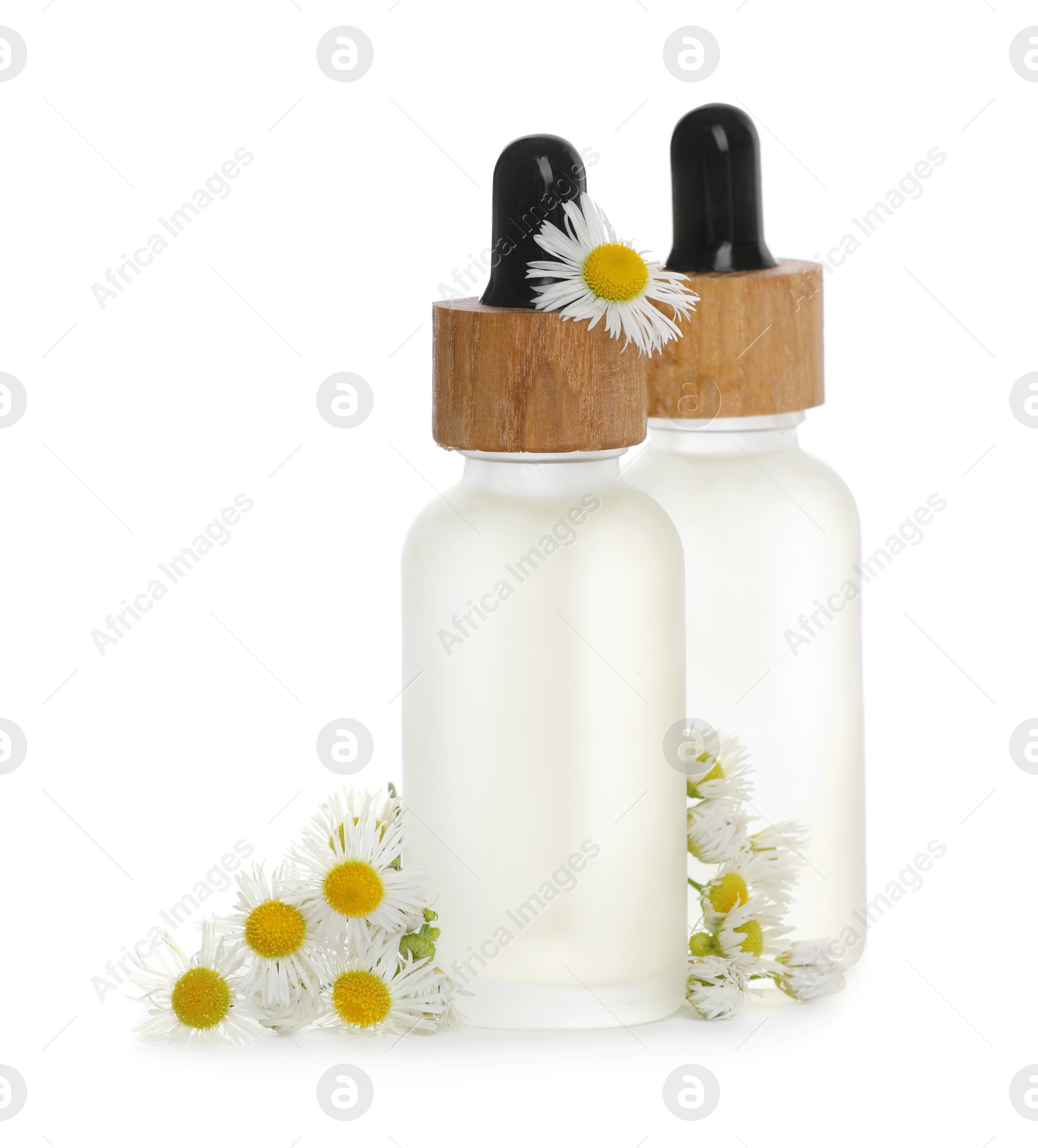 Photo of Bottles of chamomile essential oil and flowers on white background