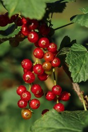 Photo of Closeup view of red currant bush with ripening berries outdoors on sunny day