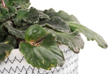 Potted houseplant with damaged leaves on white background, closeup