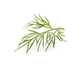 Sprig of fresh dill isolated on white