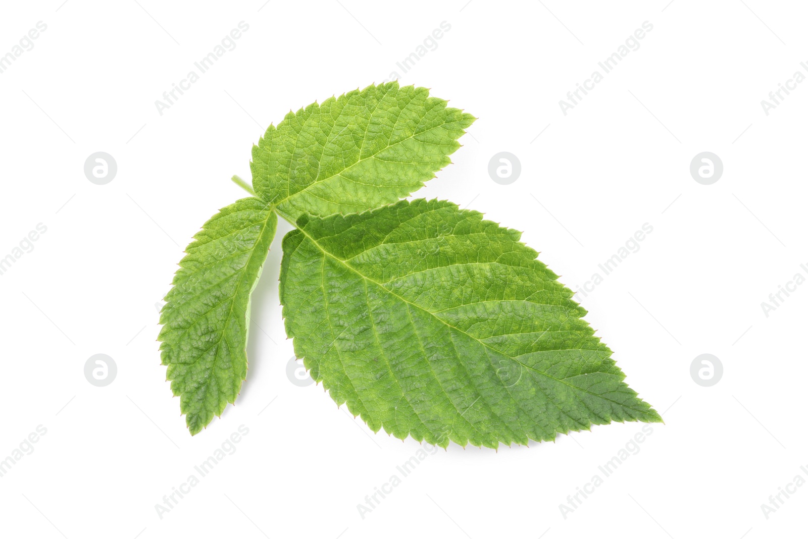Photo of Fresh green raspberry leaves isolated on white