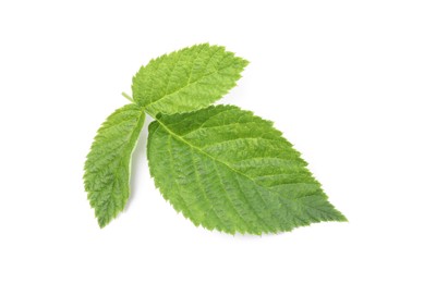 Photo of Fresh green raspberry leaves isolated on white