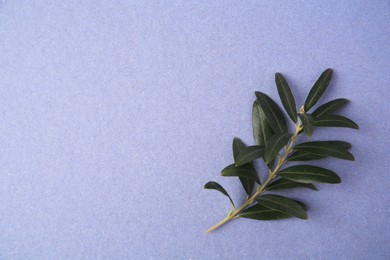 Photo of Olive twig with fresh green leaves on violet background, top view. Space for text