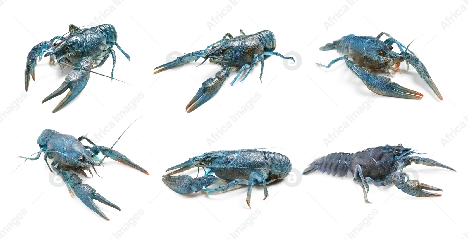 Image of Set of blue crayfishes isolated on white. Banner design 