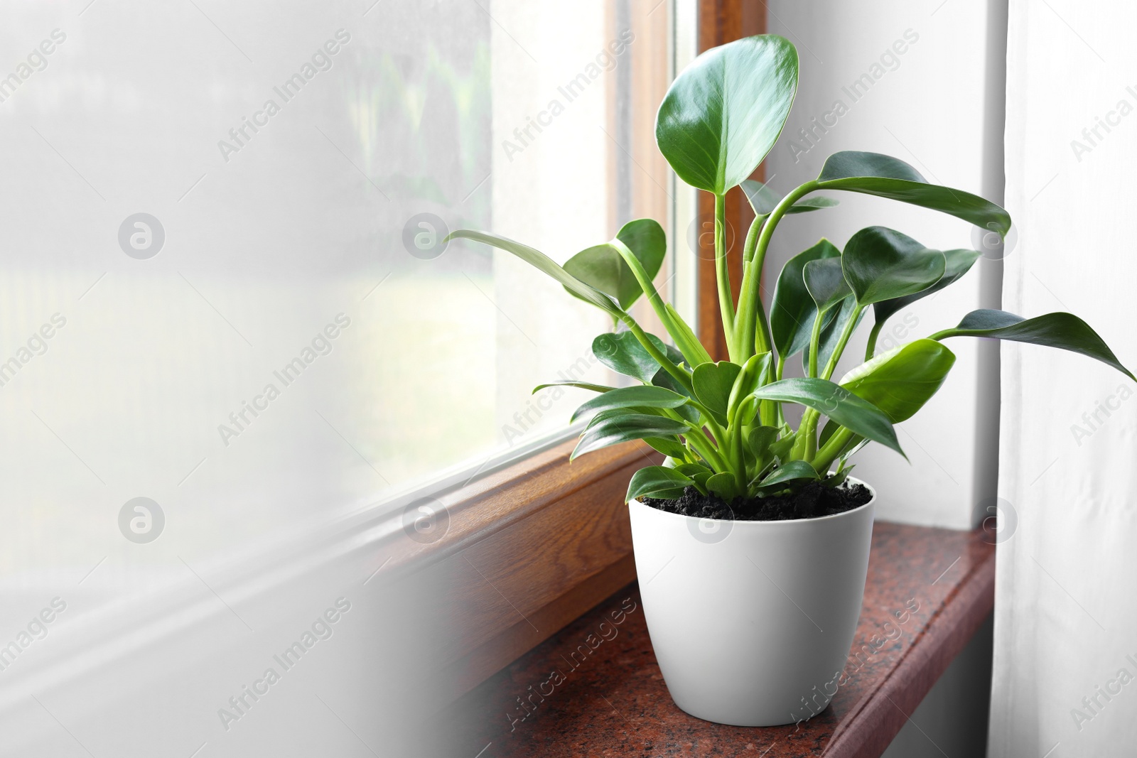 Photo of Beautiful green houseplant on window sill indoors, space for text