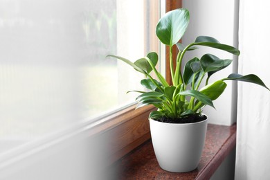 Beautiful green houseplant on window sill indoors, space for text