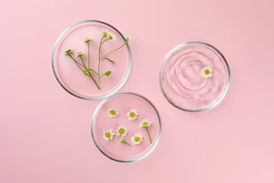 Photo of Petri dishes with chamomile flowers and cosmetic product on pink background, flat lay