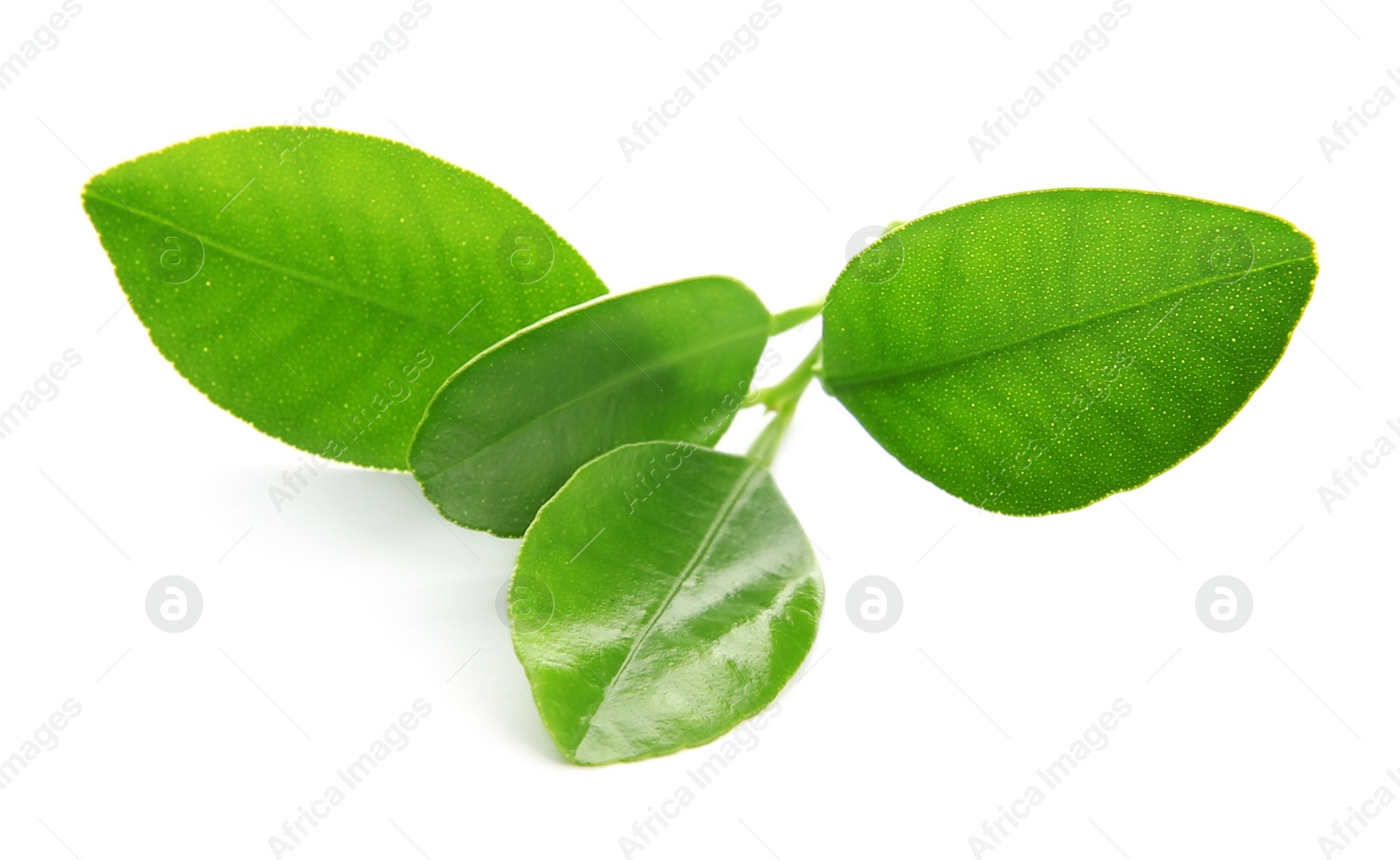 Photo of Branch of citrus leaves isolated on white