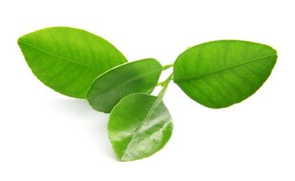 Photo of Branch of citrus leaves isolated on white