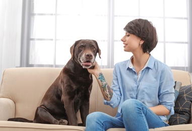 Photo of Adorable brown labrador retriever with owner on couch indoors