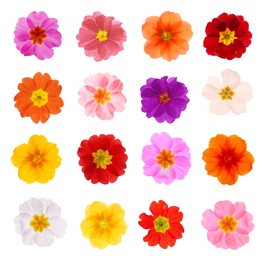 Set with different beautiful primula (primrose) flowers on white background. Spring blossom