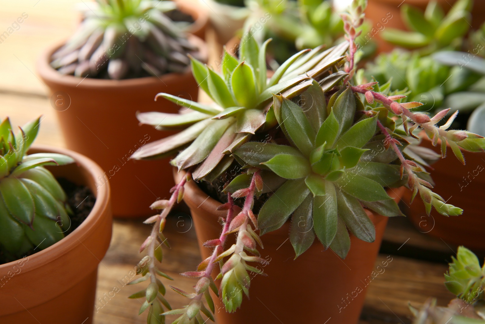 Photo of Beautiful potted echeveria on table. Succulent plant