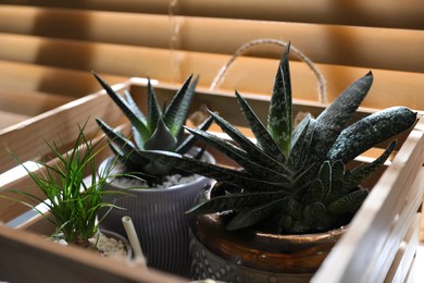 Photo of Beautiful potted plants near window, closeup. Floral house decor