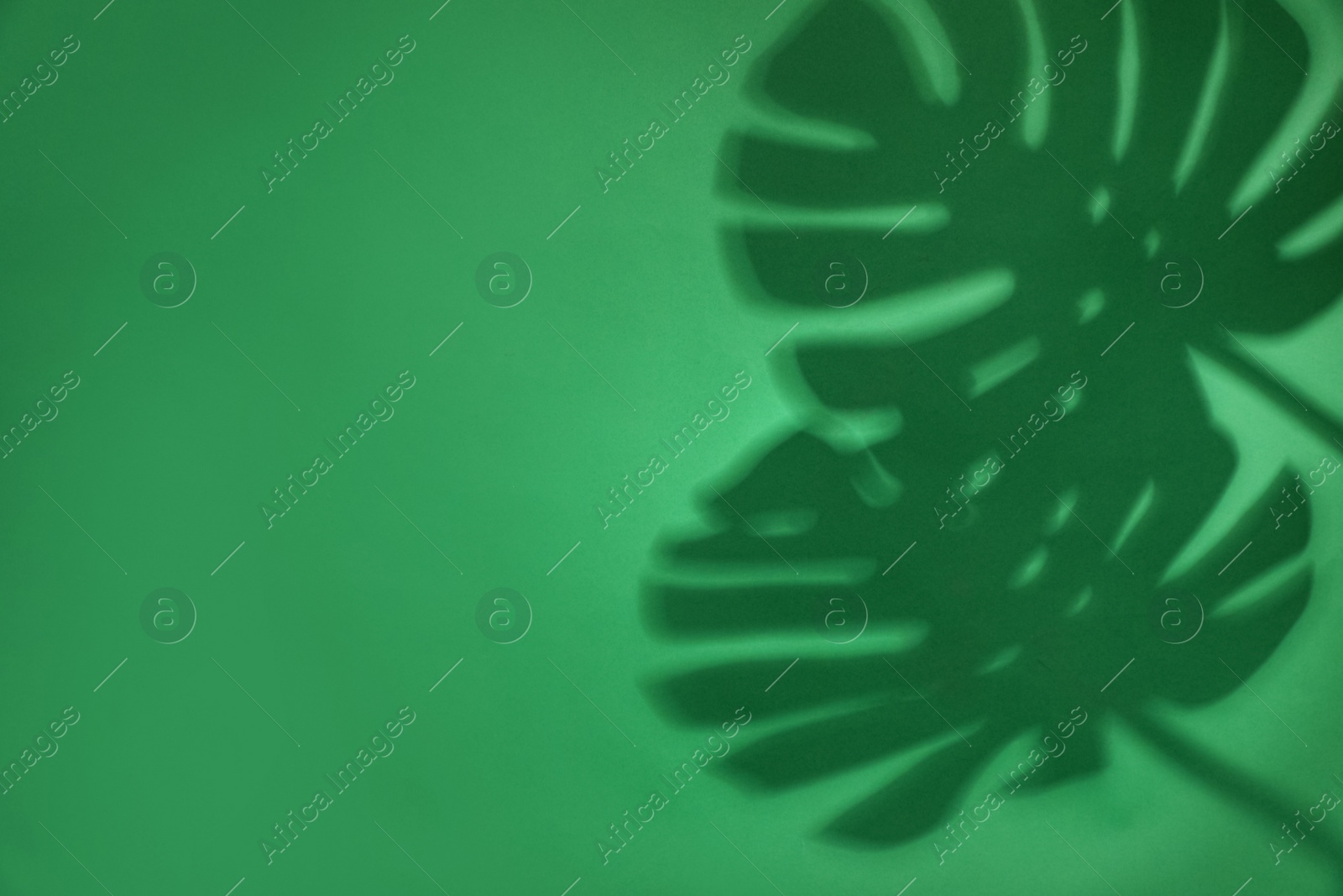 Photo of Shadow of monstera leaves on green background, space for text