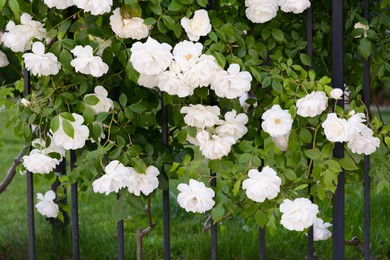 Beautiful blooming rose bush climbing on metal fence outdoors