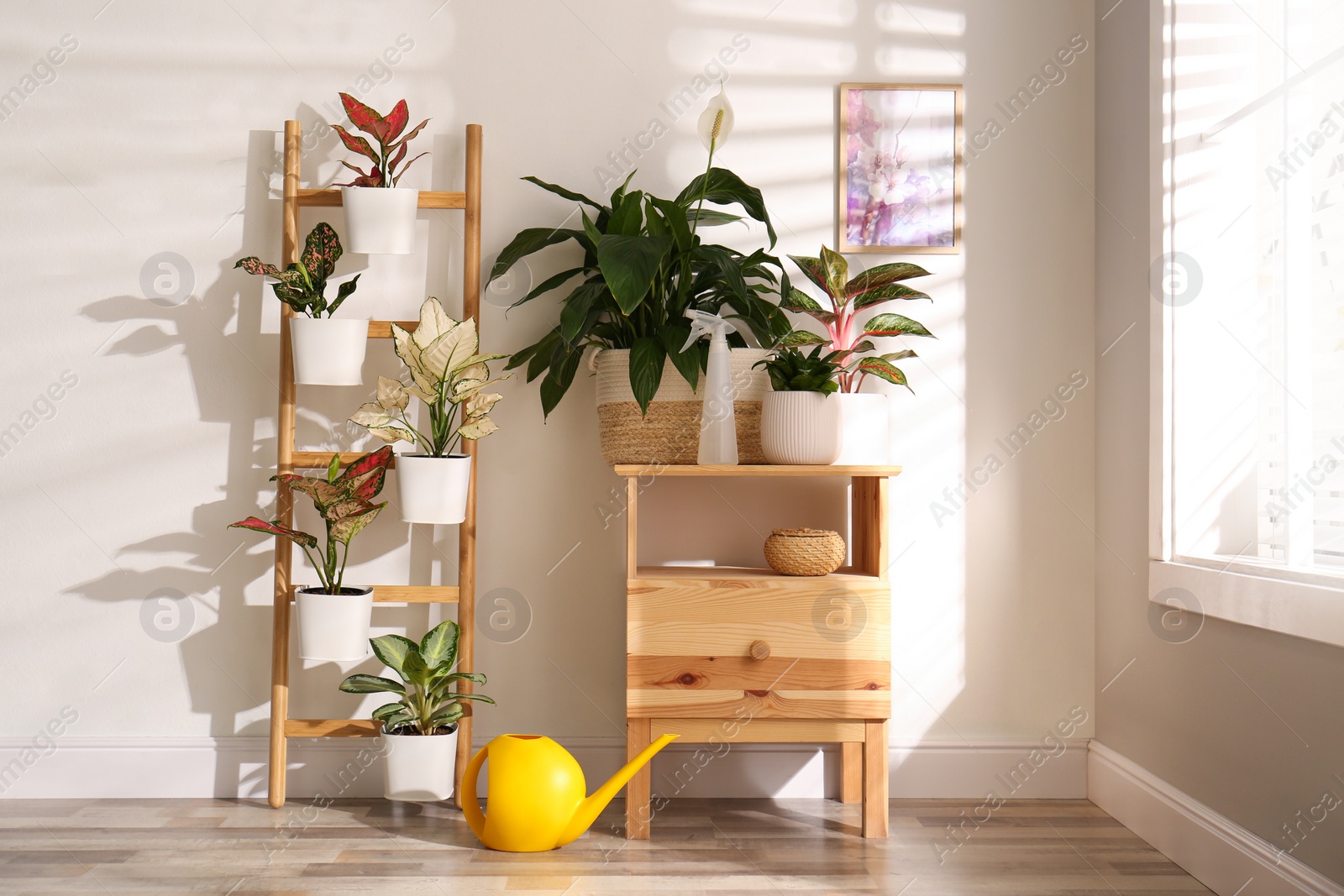 Photo of Exotic houseplants with beautiful leaves and decorative ladder near light wall indoors