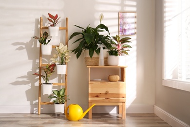 Exotic houseplants with beautiful leaves and decorative ladder near light wall indoors