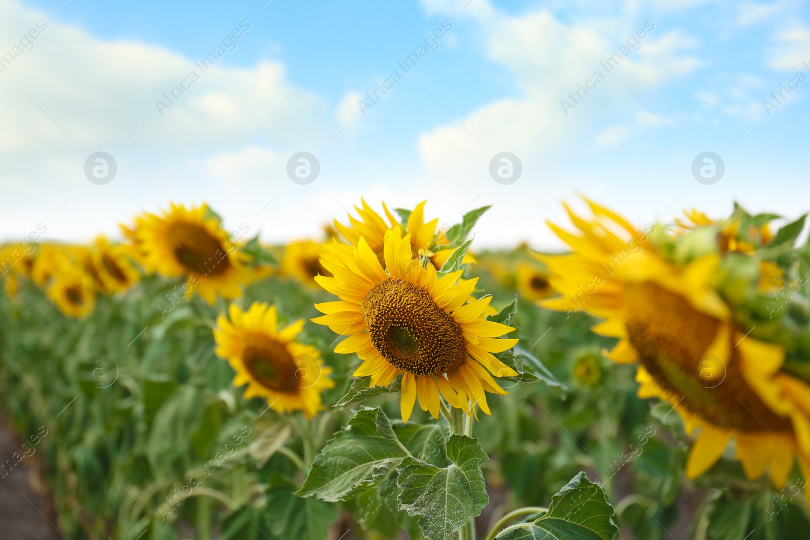 Photo of Beautiful view of sunflowers growing in field