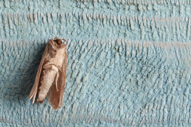 Photo of Brown common clothing moth on light textured background, top view. Space for text