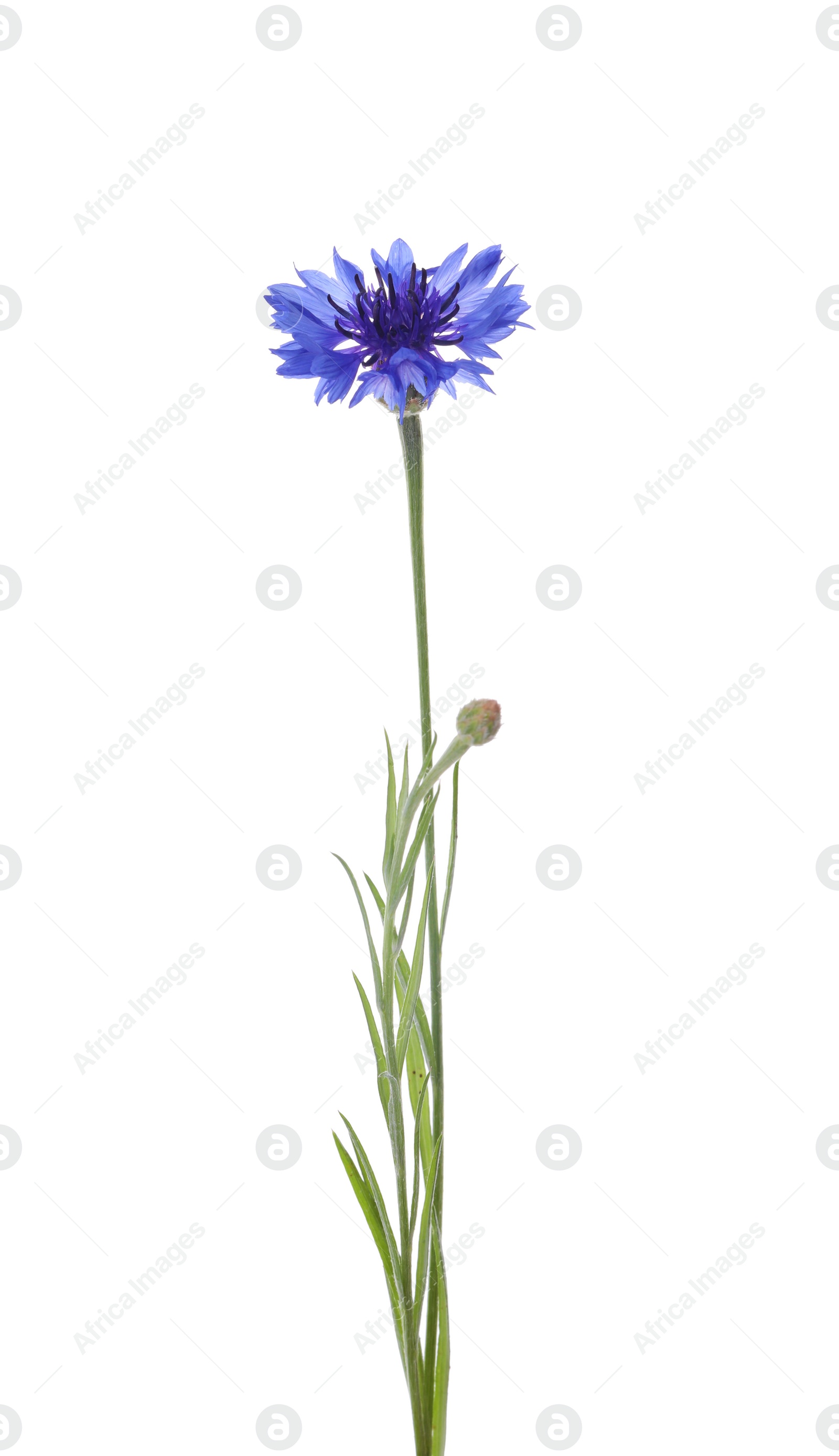 Photo of Beautiful light blue cornflower plant isolated on white