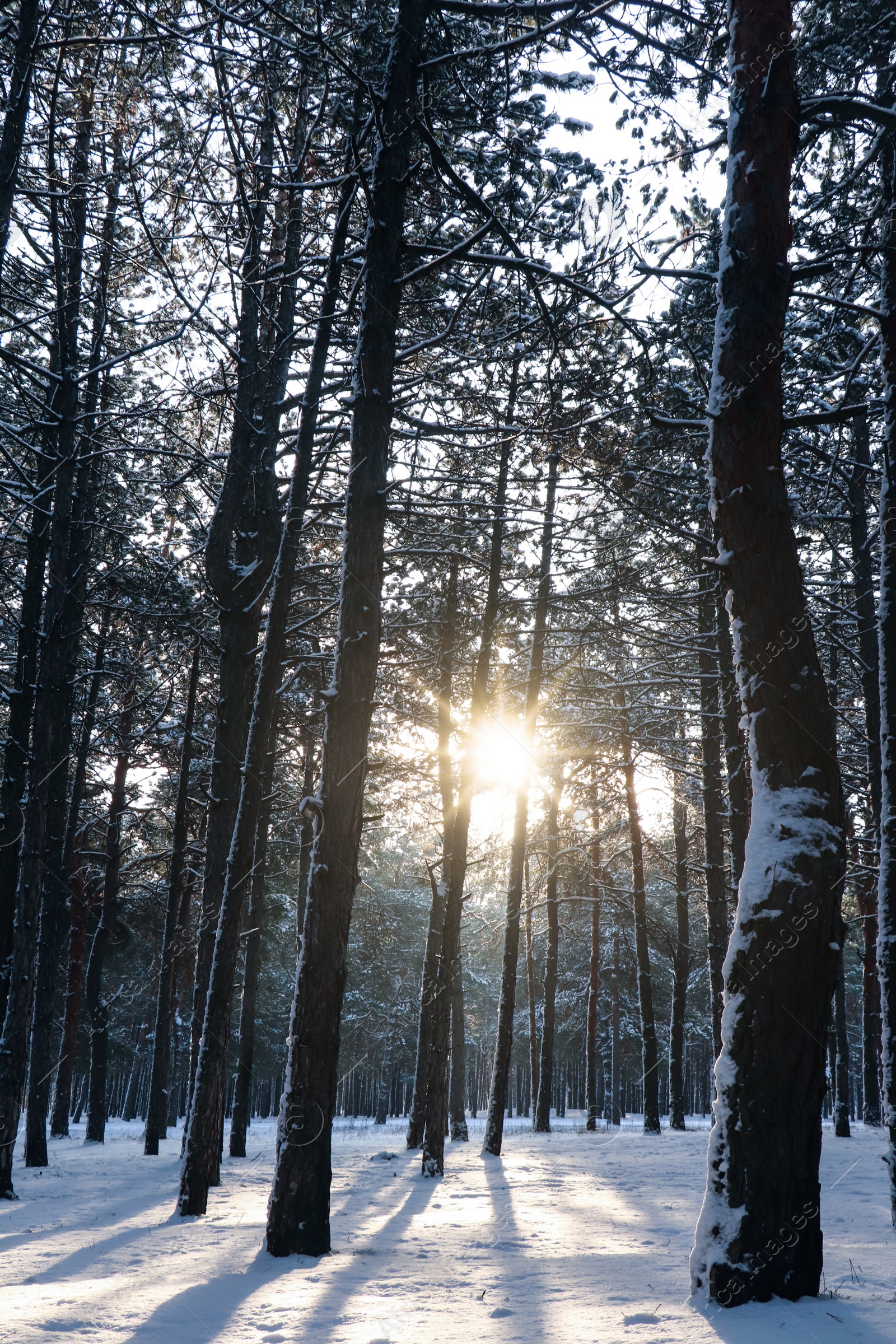 Photo of Picturesque view of snowy pine forest in winter morning