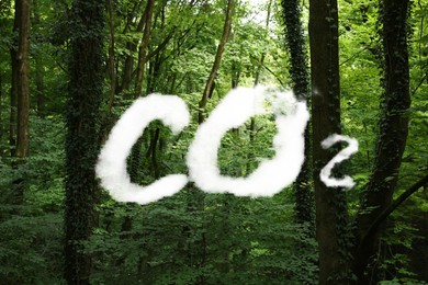 Concept of clear air. CO2 inscription and beautiful forest