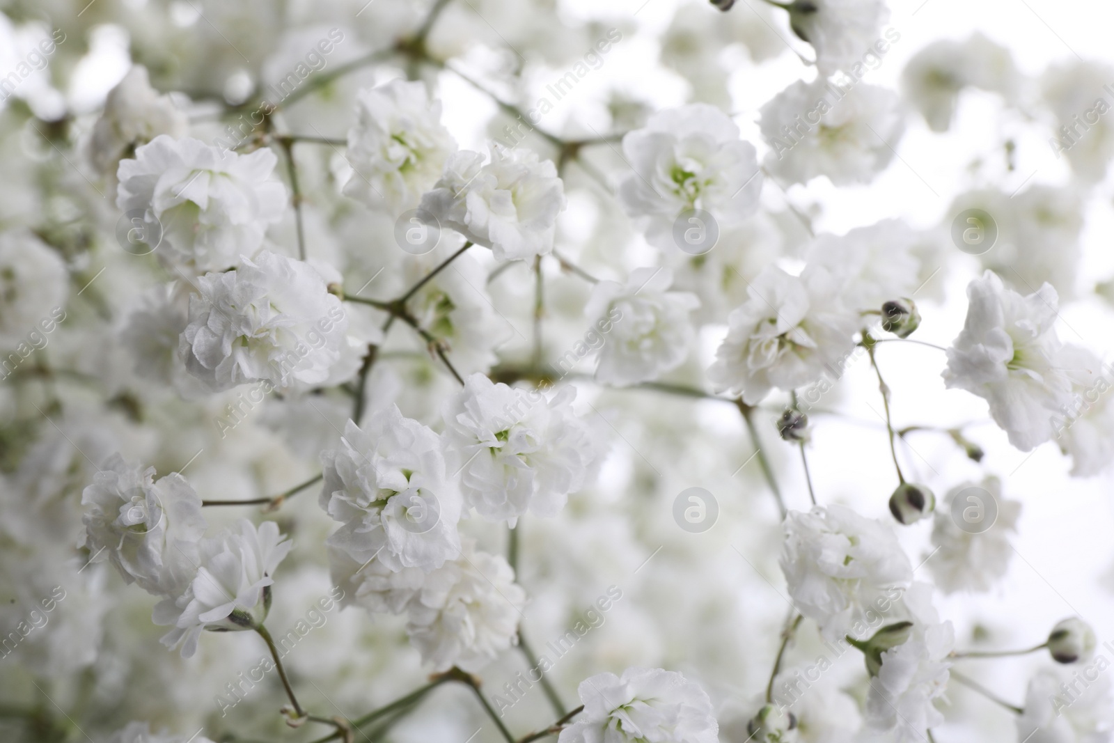 Photo of Beautiful gypsophila flowers as background, closeup view