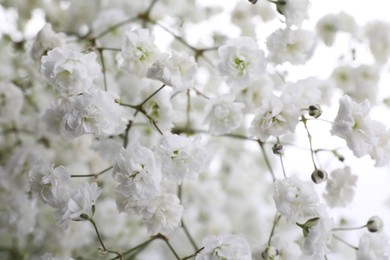 Beautiful gypsophila flowers as background, closeup view