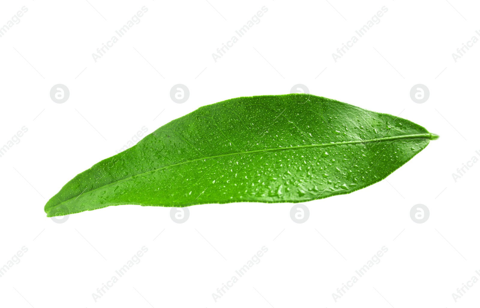 Photo of Fresh green tangerine leaf with water drops on white background