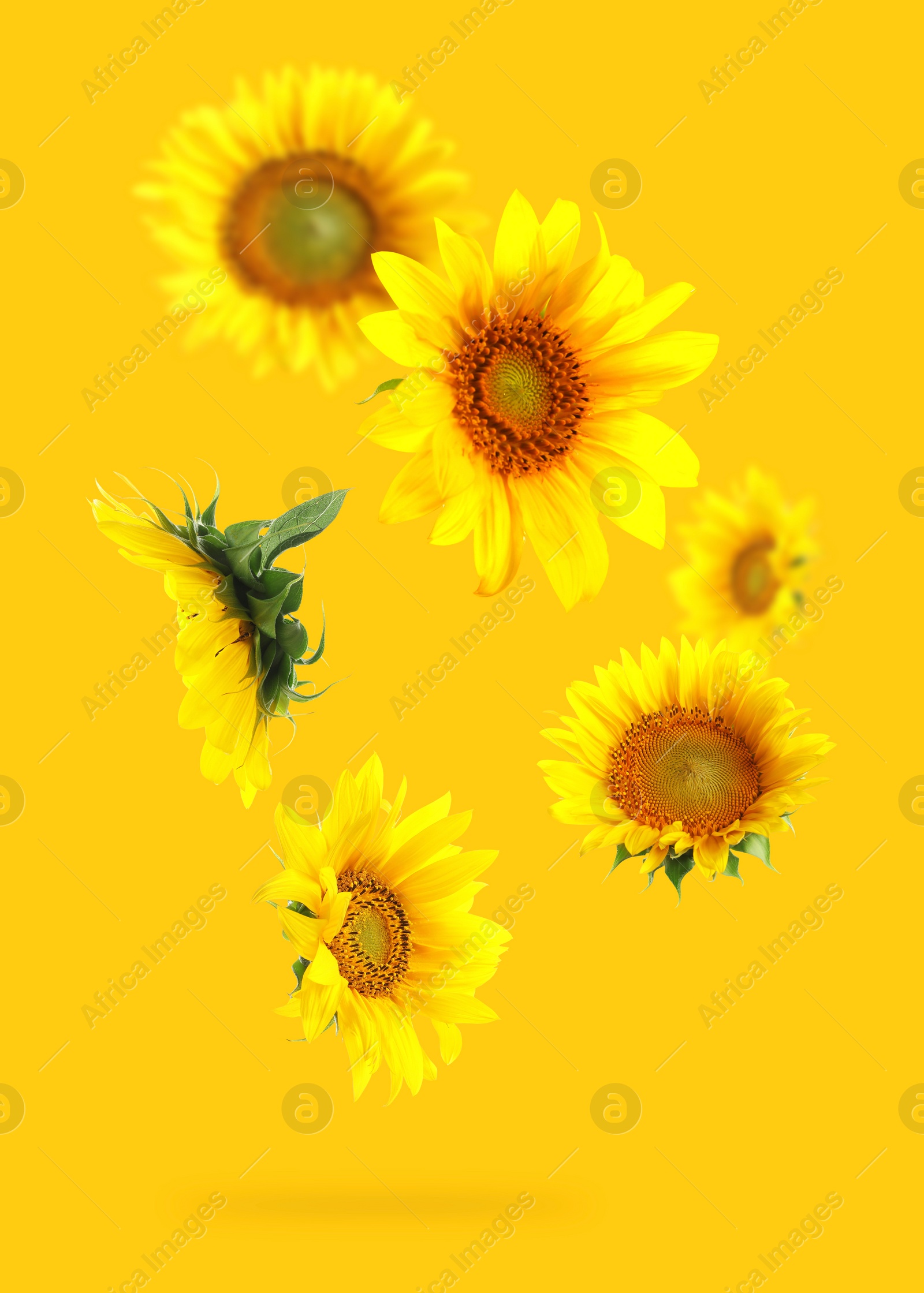 Image of Bright sunflowers in air on golden background