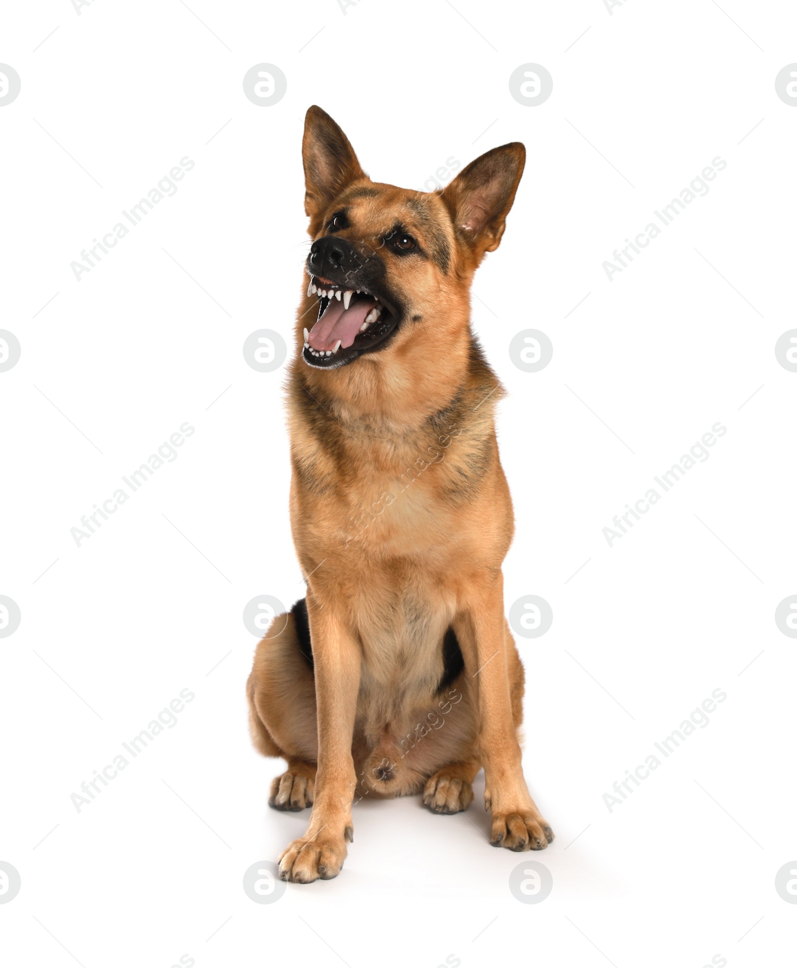 Photo of Aggressive German Shepherd dog on white background
