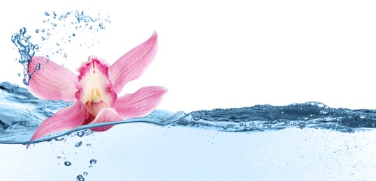 Image of Beautiful pink orchid flower falling into water on white background