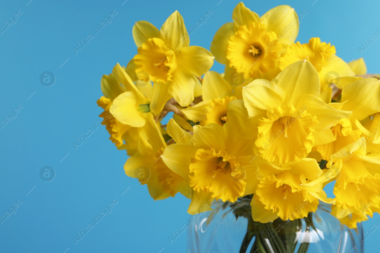 Photo of Beautiful daffodils in vase on light blue background, closeup