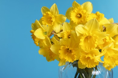 Beautiful daffodils in vase on light blue background, closeup