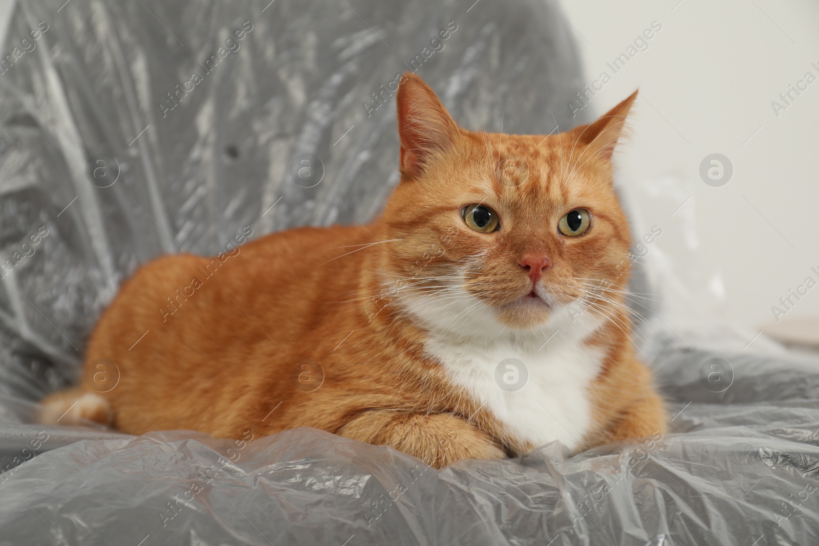 Photo of Cute ginger cat resting in armchair covered with plastic film indoors, closeup