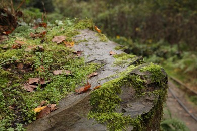 Photo of Closeup view of rock with green moss and fallen leaves outdoors