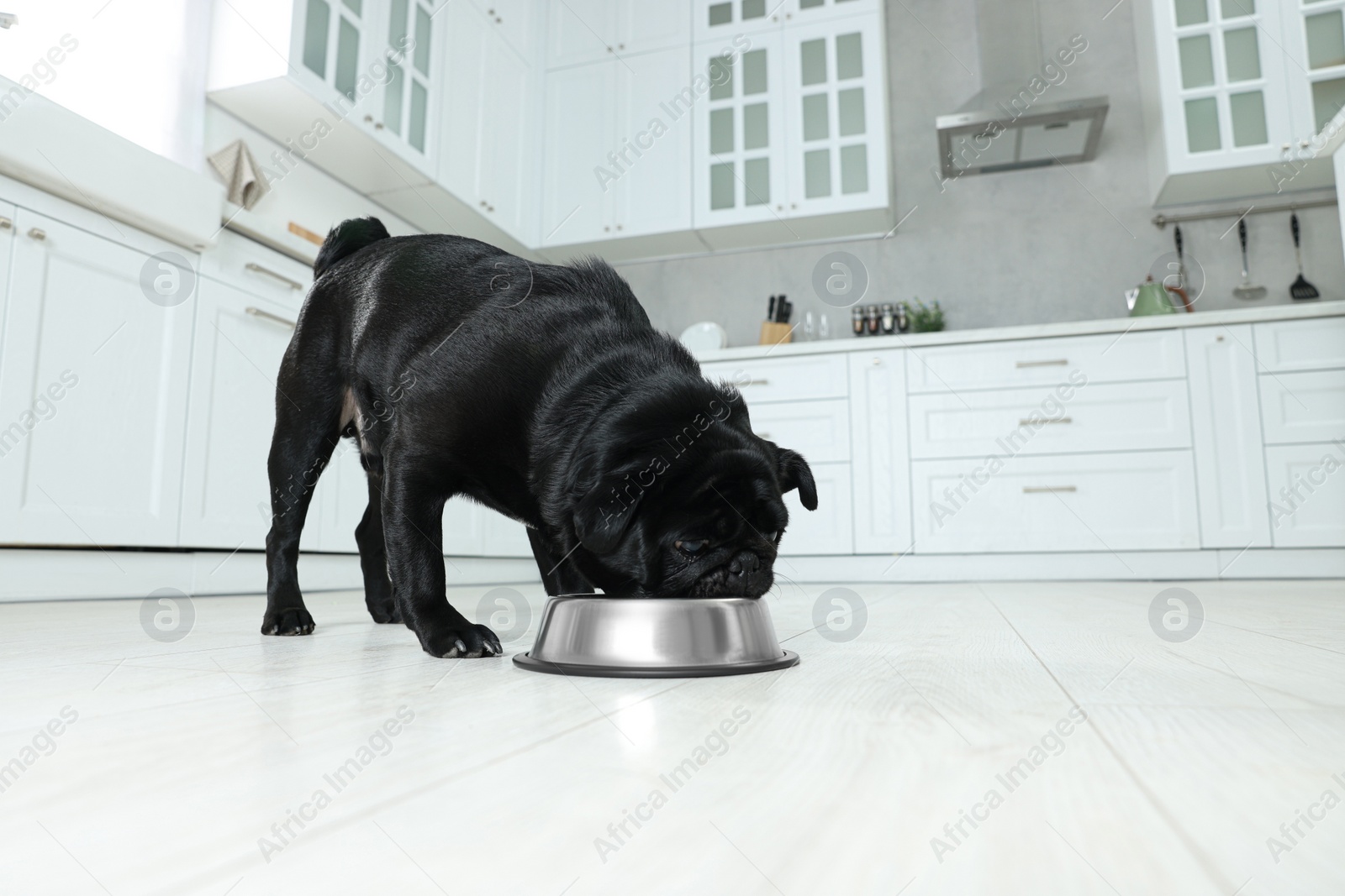 Photo of Cute Pug dog eating from metal bowl in kitchen, space for text