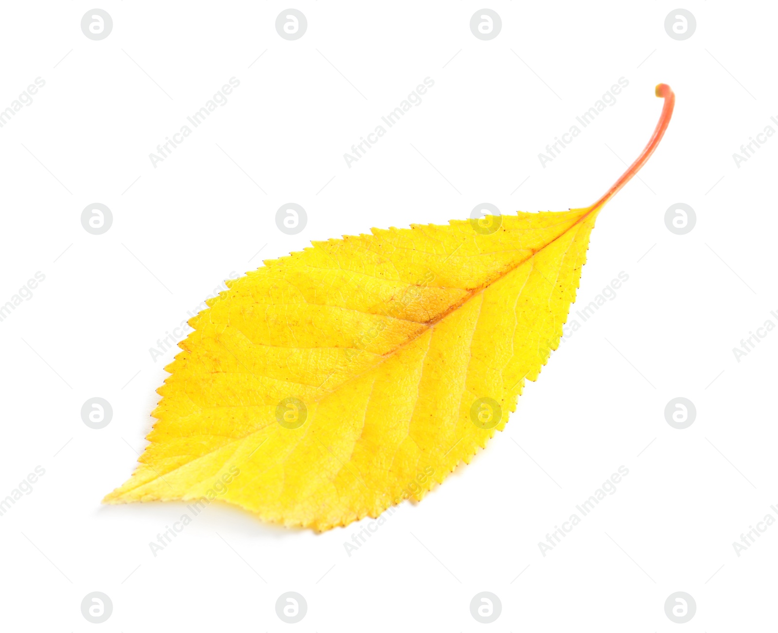 Photo of Beautiful autumn leaf on white background. Fall foliage