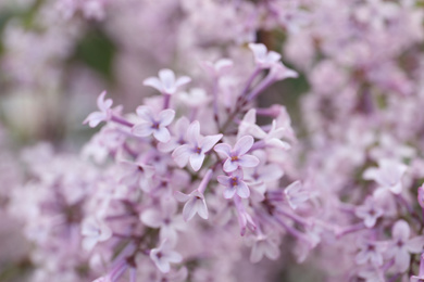 Photo of Closeup view of beautiful blossoming lilac bush outdoors