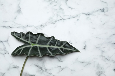 Photo of Leaf of tropical alocasia plant on marble background, top view with space for text