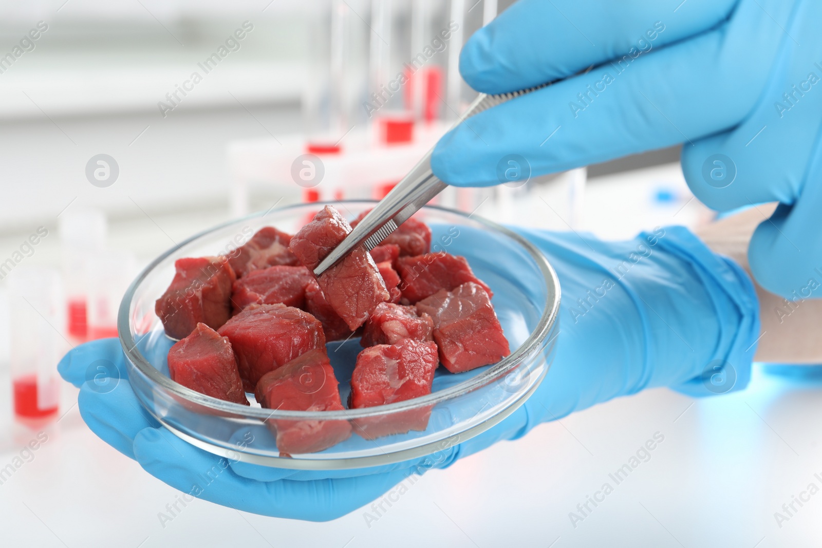 Photo of Scientist taking raw cultured meat out of Petri dish with tweezers in laboratory, closeup