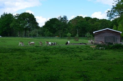 Photo of Many different animals at zoo in spring