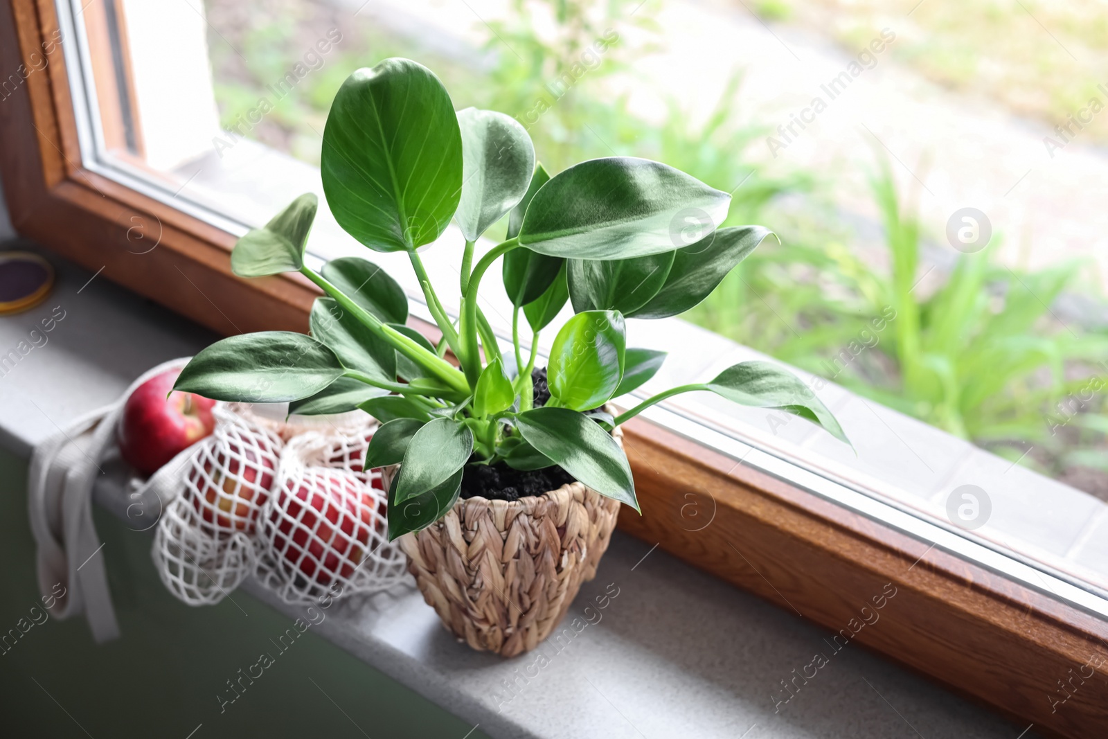 Photo of Beautiful green houseplant in pot and mesh bag with apples on windowsill