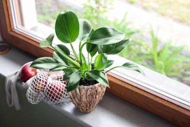 Photo of Beautiful green houseplant in pot and mesh bag with apples on windowsill