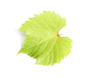 Fresh green grape leaf on white background