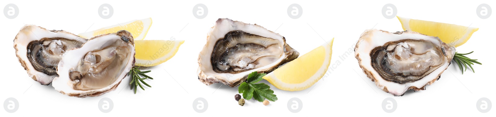 Image of Set with fresh raw oysters on white background. Banner design