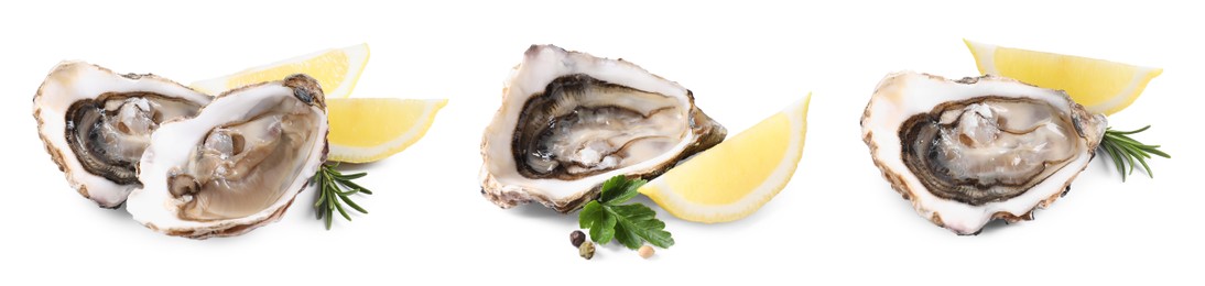 Image of Set with fresh raw oysters on white background. Banner design