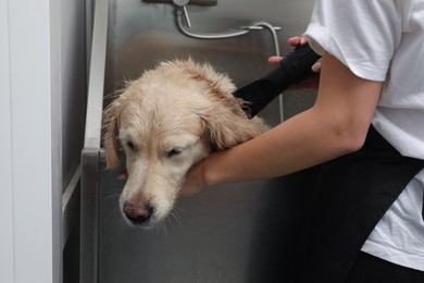 Photo of Professional groomer drying fur of cute dog after washing in pet beauty salon